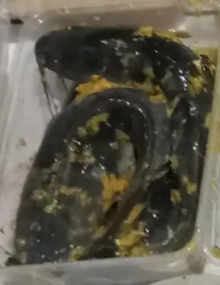 Lele marinasi 1/2 kg